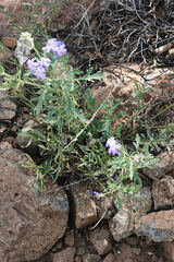 Glandularia gooddingii