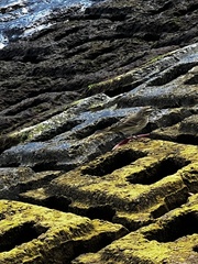 Setophaga palmarum palmarum