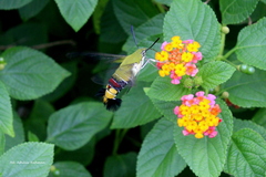 Cephonodes hylas