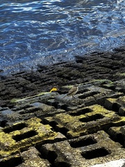 Setophaga palmarum palmarum