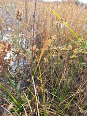 Cyperus difformis