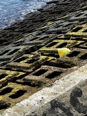 Setophaga palmarum palmarum