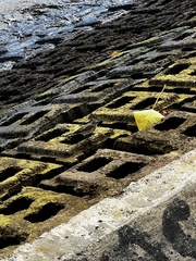 Setophaga palmarum palmarum