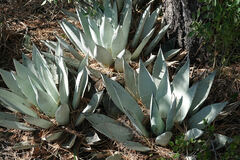Agave parryi