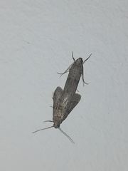 Ectomyelois ceratoniae