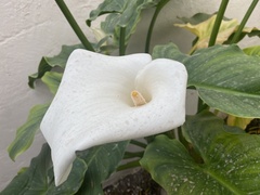 Zantedeschia
