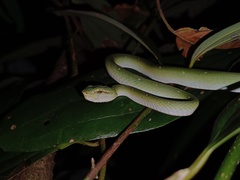 Tropidolaemus wagleri