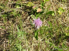 Centaurea scabiosa