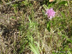 Centaurea scabiosa