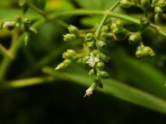 Aciotis