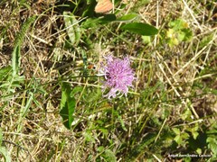 Centaurea scabiosa