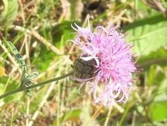 Centaurea scabiosa