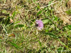Centaurea scabiosa