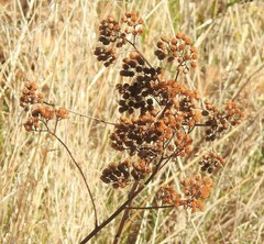 Spiraea hypericifolia obovata