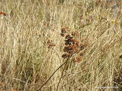 Spiraea hypericifolia obovata