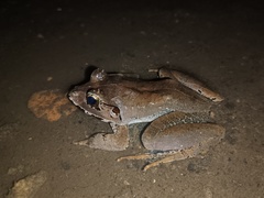 Limnonectes malesianus