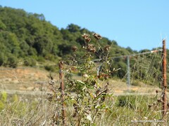 Centaurea scabiosa