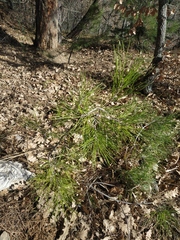 Pinus nigra pallasiana