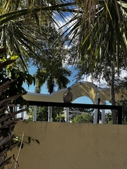 Streptopelia decaocto