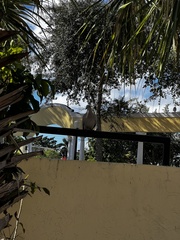 Streptopelia decaocto