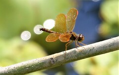 Perithemis tenera