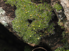 Jaffueliobryum wrightii