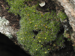 Jaffueliobryum wrightii