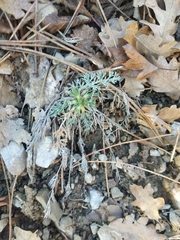 Seseli dichotomum