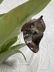 Doleschallia bisaltide