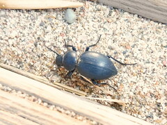 Tentyria mucronata