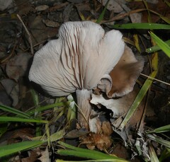 Basidiomycota