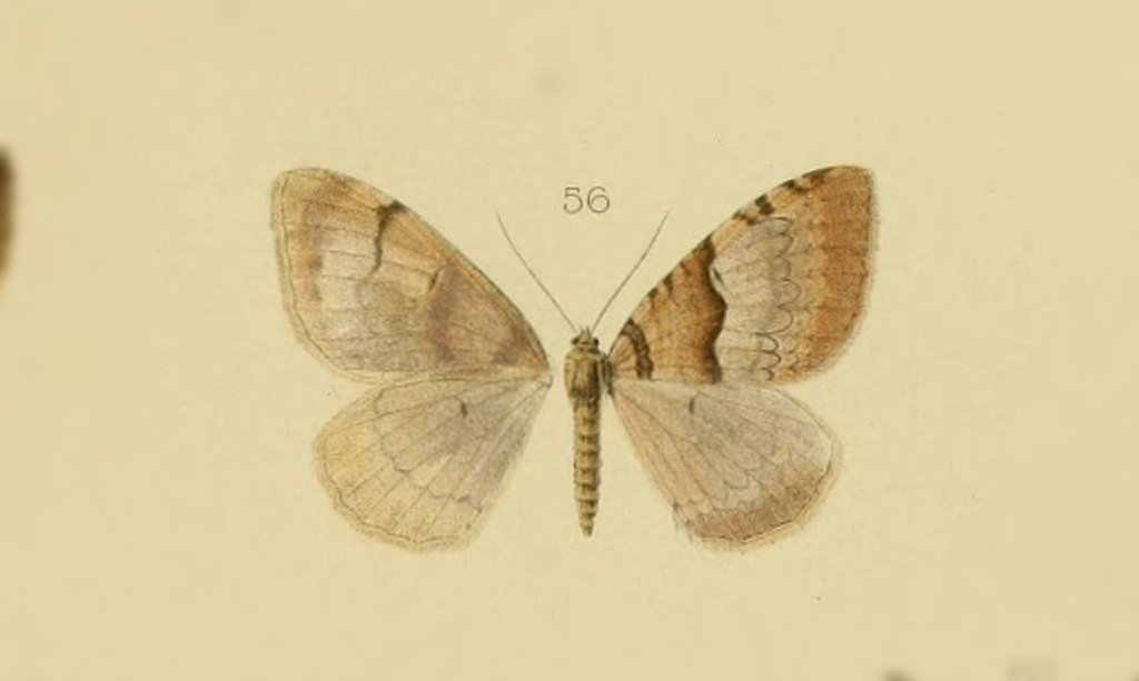 Photoscotosia undulosa
