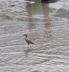 Nycticorax nycticorax