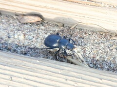 Tentyria mucronata