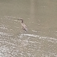 Nycticorax nycticorax