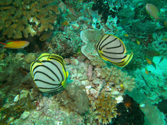 Chaetodon meyeri