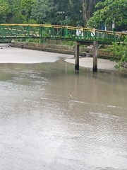 Nycticorax nycticorax