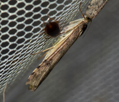 Nomophila noctuella
