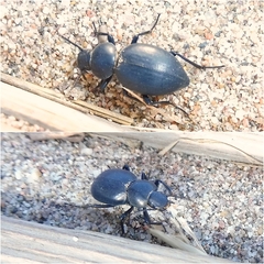 Tentyria mucronata