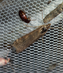 Nomophila noctuella