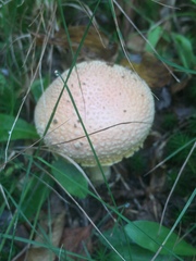 Amanita wellsii