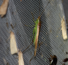 Conocephalus conocephalus