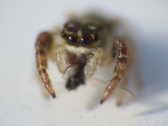 Macaroeris nidicolens