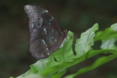 Morpho menelaus