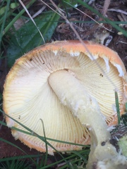 Amanita wellsii