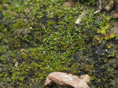 Aloina aloides