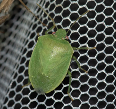 Acrosternum millierei