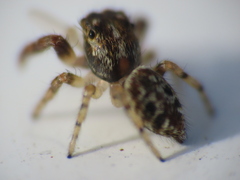 Macaroeris nidicolens