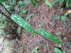 Smilax glabra