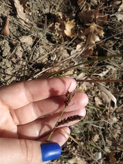 Carex flacca serrulata